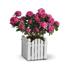 Le plant d'Azalée Le plant d'Azalée